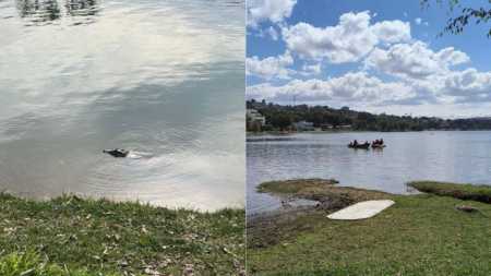 Após força-tarefa jacaré é resgatado com dois arpões cravados no corpo em Lagoa Santa.