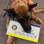 Cão farejador se aposenta da PRF e ganha festa de despedida com bolo e mergulho em rio