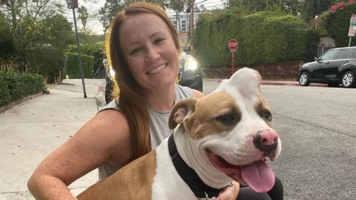 Pitbull é salva por abrigo após ser encaminhada para eutanásia devido a sua aparência
