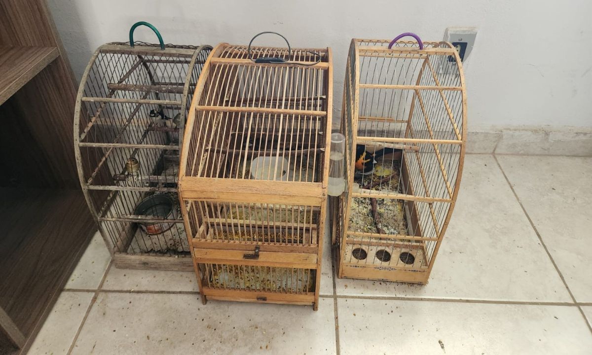 Denúncia anônima leva à apreensão de pássaros da fauna silvestre em São Geraldo (MG)