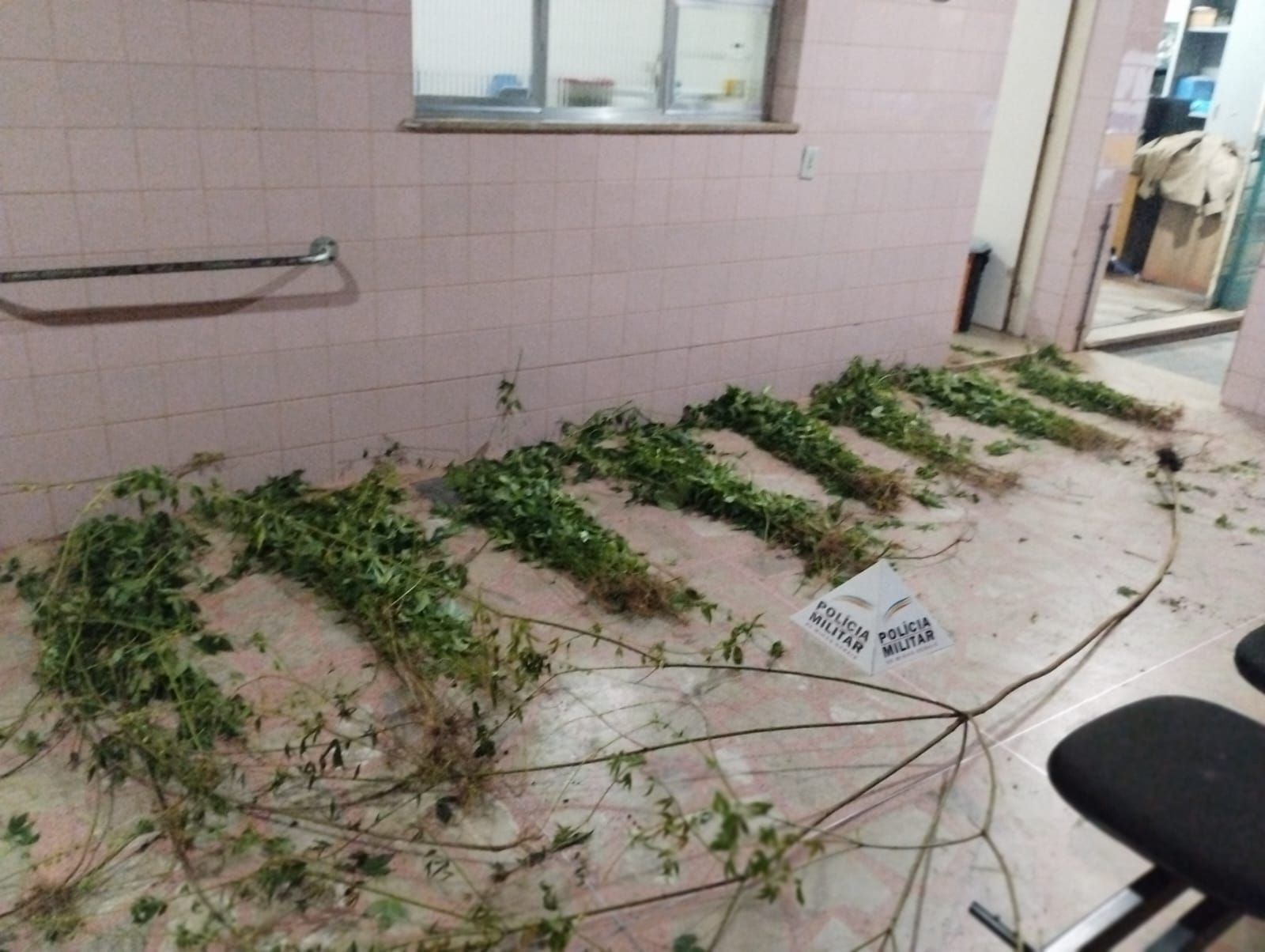 Polícia descobre plantação de maconha em área de mata em Itabirito (MG)