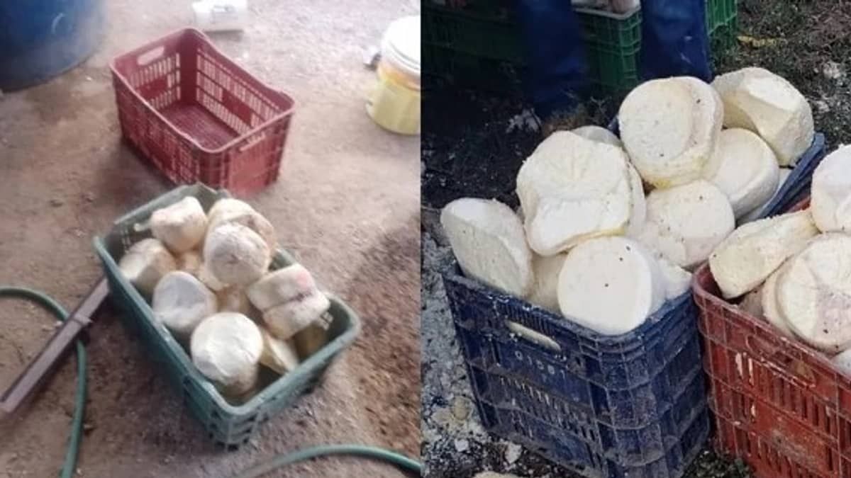Queijos com fezes de rato e larvas que seriam vendidos em Minas e em Brasília são enterrados