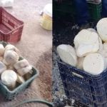 Queijos com fezes de rato e larvas que seriam vendidos em Minas e em Brasília são enterrados
