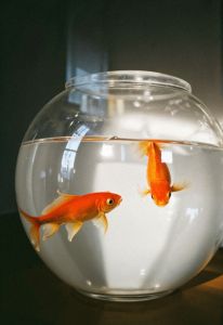 A escolha do recipiente deve considerar não apenas a decoração, mas o respeito às necessidades biológicas dos animais.