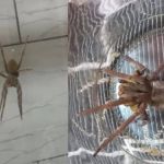 Aranha com veneno letal é encontrada em centro de cidade de Santa Catarina