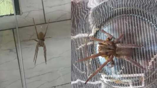 Aranha armadeira pode saltar até 40 centímetros e possui veneno letal