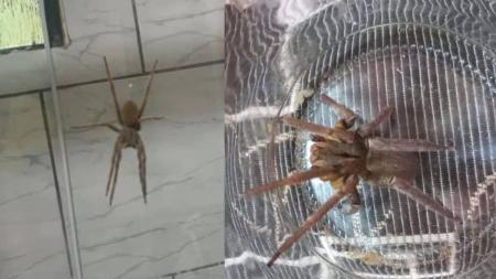 Aranha armadeira pode saltar até 40 centímetros e possui veneno letal