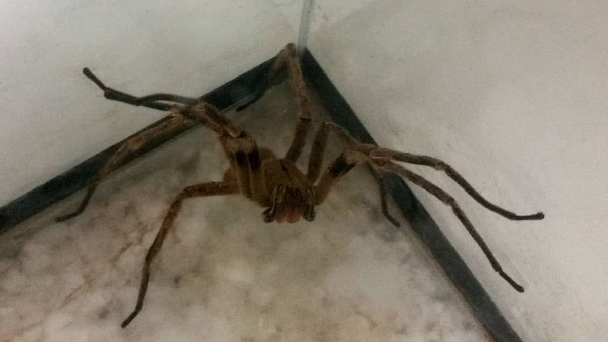 Remédio a partir de veneno de aranha desenvolvido em Minas pode curar impotência