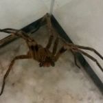 Remédio a partir de veneno de aranha desenvolvido em Minas pode curar impotência