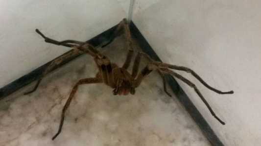 Aranha armadeira tem esse nome pela sua posição de defesa
