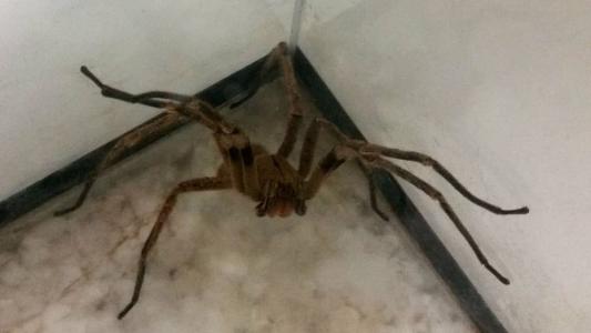 Aranha armadeira tem esse nome pela sua posição de defesa