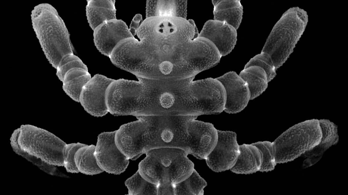Estudo aponta que Aranhas-do-mar conseguem regenerar diferentes partes do corpo