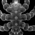 Estudo aponta que Aranhas-do-mar conseguem regenerar diferentes partes do corpo