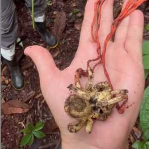 Aranha dominada por fungo