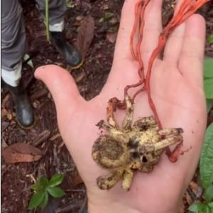 Aranha dominada por fungo