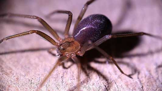 Aranha-marrom é uma das mais envolvidas em acidentes domésticos no Brasil.