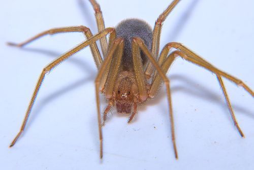 Aranha-violinista: após jovem ser picado e morto pela espécie, conheça riscos do animal