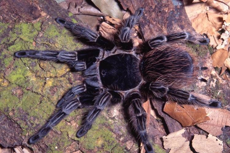 Veneno de aranha caranguejeira pode tratar câncer, diz estudo brasileiro