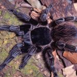 Veneno de aranha caranguejeira pode tratar câncer, diz estudo brasileiro