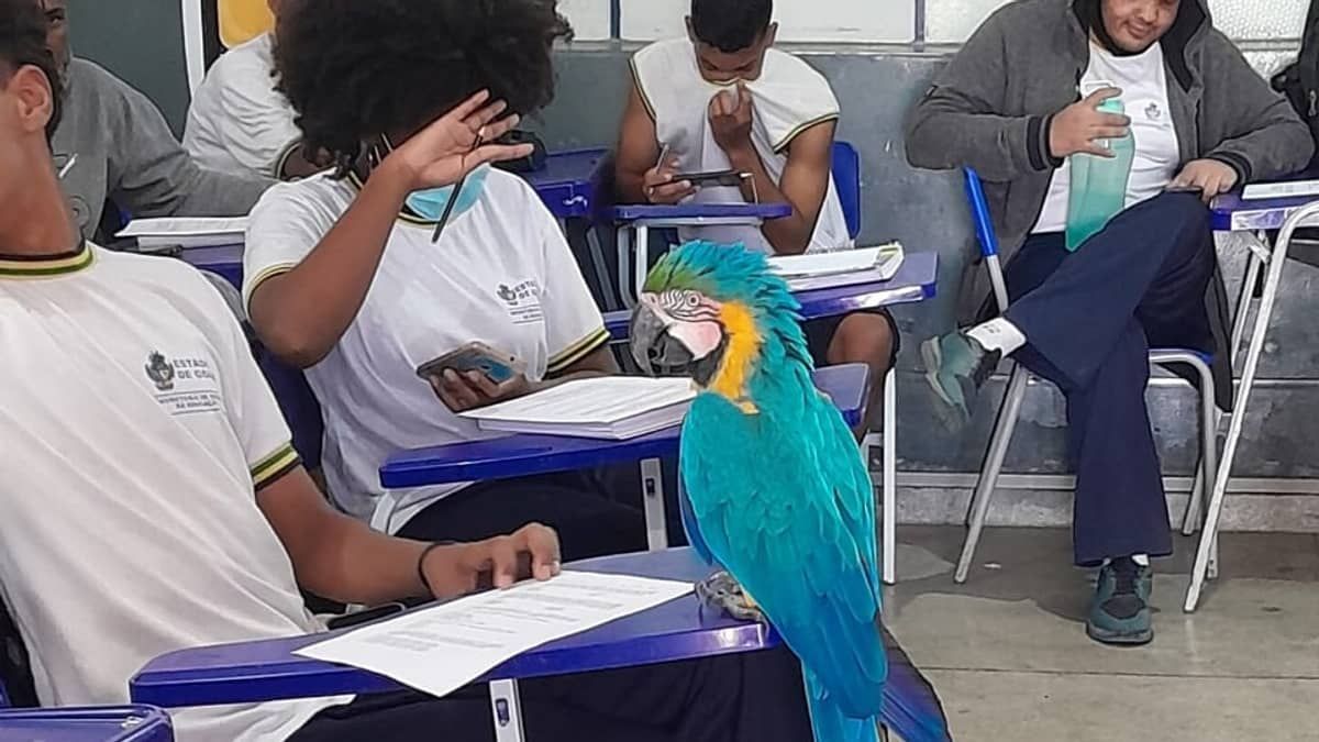Arara Canindé é resgatada dentro de sala de aula em colégio estadual