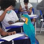 Arara Canindé é resgatada dentro de sala de aula em colégio estadual