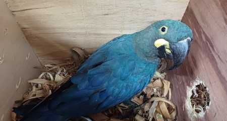 Em ação conjunta, Ibama e PF repatriam animais silvestre encontrados na África | CNN Brasil