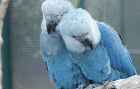 Espécie rara enfrenta risco após detecção de doença sem cura