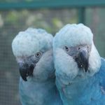 Ameaçadas de extinção, ararinhas-azuis ganham novo espaço no Zoológico de São Paulo