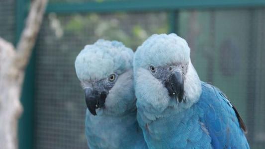 Ararinhas-azuis estava extintas desde 2000