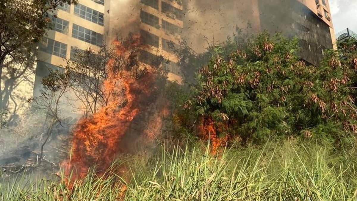 Vídeo: área de mata pega fogo atrás de prédio comercial da Raja Gabáglia e fumaça assusta moradores