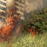 Vídeo: área de mata pega fogo atrás de prédio comercial da Raja Gabáglia e fumaça assusta moradores