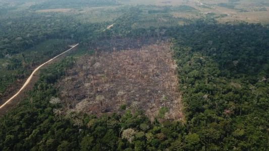 Área destruída na Amazônia tem caído lentamente