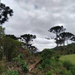 Ações ambientais da Petrobras ajudam na recuperação de 254 hectares de florestas 