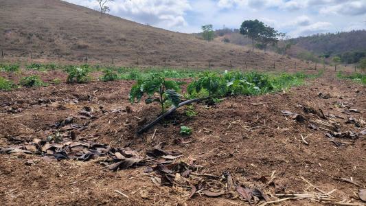 Projeto 'Leite com Café' integra pecuária leiteira e cafeicultura no Leste de Minas