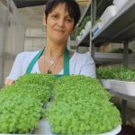 Fotógrafa transforma a vida investindo nas microgreens; entenda