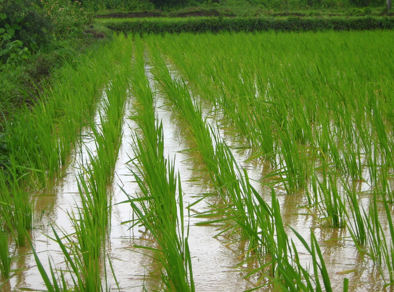 Você sabe a diferença entre arroz de terras altas, irrigado e de sequeiro? Explicamos