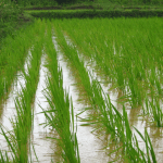 Você sabe a diferença entre arroz de terras altas, irrigado e de sequeiro? Explicamos