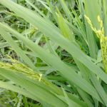 Plantio consorciado de arroz e café agrada agricultores familiares; entenda