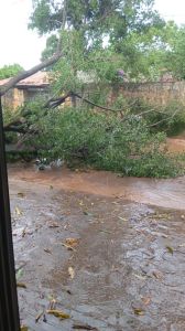 Árvore que caiu em Capítão Éneas