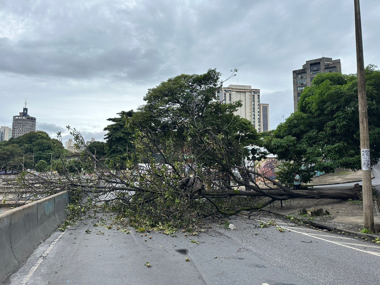 Chuva em BH: árvore cai e interdita avenida dos Andradas