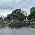Chuva em BH: árvore cai e interdita avenida dos Andradas