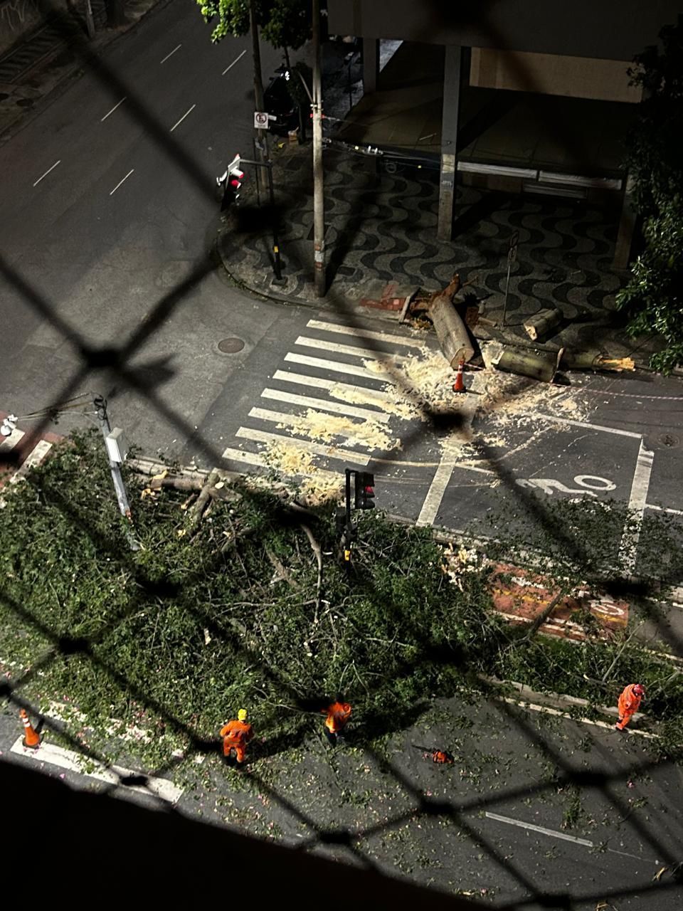 Ventos fortes derrubam árvore na região Centro-Sul de BH; veja fotos