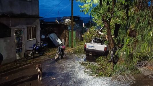 Árvore cai em cima de carro em Ponte Nova, na Zona da Mata Mineira