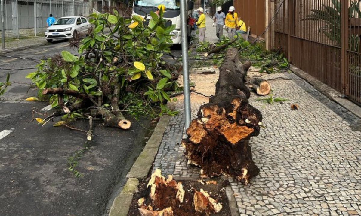 Pancada de chuva causa deslizamentos de terra e queda de árvores em Juiz de Fora