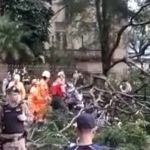 Vídeo: árvore cai sobre homem no Centro de BH
