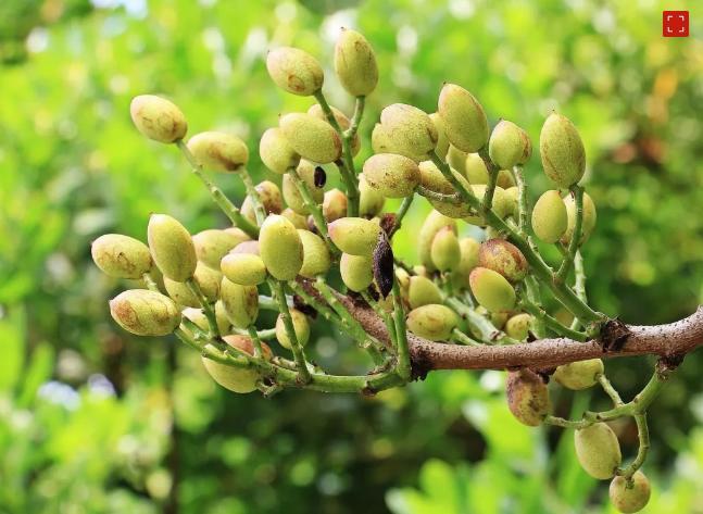 A árvore de Pistache é de porte médio