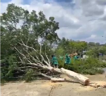 Decisão liminar determina suspensão do corte de árvores na Pampulha