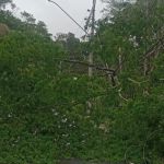 Cemig orienta medidas de segurança sobre quedas de árvores