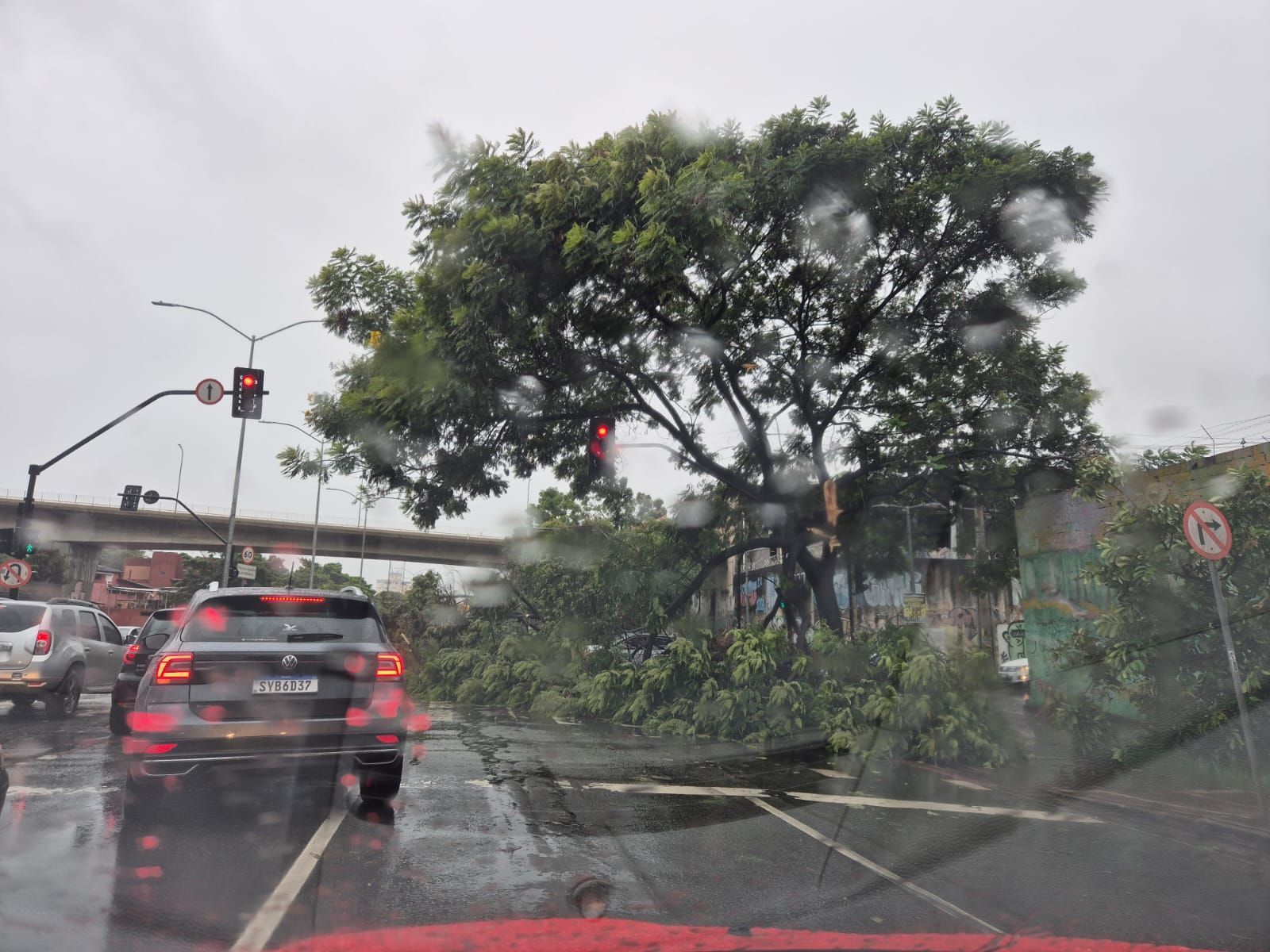 Vídeo: Temporal derruba árvore na avenida Tereza Cristina em BH