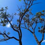 Alertas de desmatamento no Cerrado crescem 21% e batem recorde